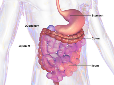 GastroIntestinalSystem